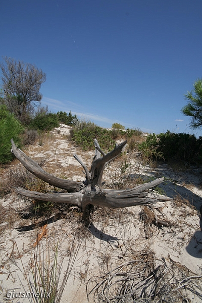 Cala Brandinchi - (IMG_2191rid).jpg